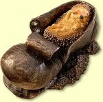 Hedgehog Asleep in Boot